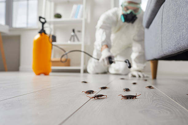 Post-Treatment Bed Bug Interceptor Monitoring in Manteo